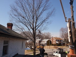 Bradley Tree Experts - On the Job Photos