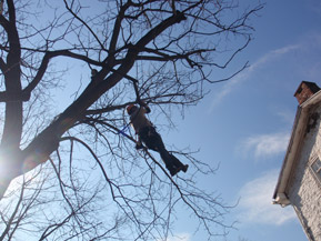Bradley Tree Experts - On the Job Photos