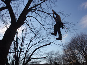 Bradley Tree Experts - On the Job Photos
