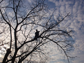 Bradley Tree Experts - On the Job Photos