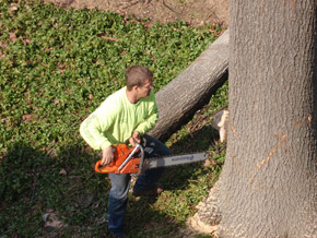 Bradley Tree Experts - On the Job Photos