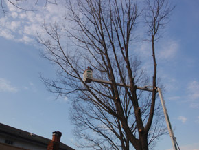 Bradley Tree Experts - On the Job Photos