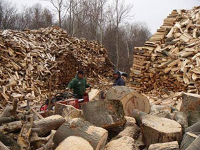 Bradley Tree Experts - Firewood Photos