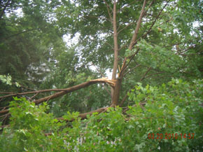 Bradley Tree Experts - On the Job Photos