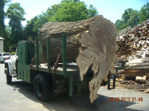 Bradley Tree Experts - On the Job Photos