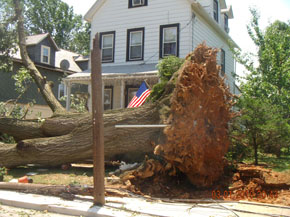 Bradley Tree Experts - On the Job Photos