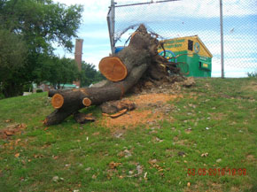 Bradley Tree Experts - On the Job Photos
