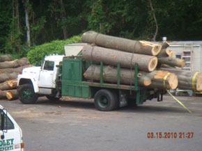 Bradley Tree Experts - On the Job Photos