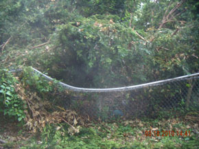 Bradley Tree Experts - On the Job Photos