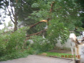 Bradley Tree Experts - On the Job Photos