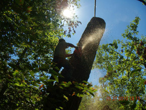 Bradley Tree Experts - On the Job Photos