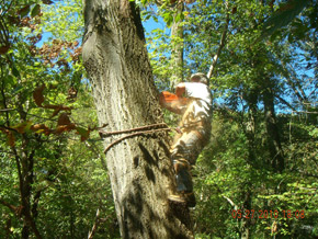 Bradley Tree Experts - On the Job Photos