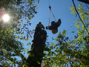 Bradley Tree Experts - On the Job Photos