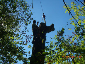 Bradley Tree Experts - On the Job Photos