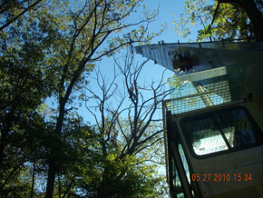 Bradley Tree Experts - On the Job Photos