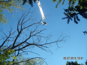 Bradley Tree Experts - On the Job Photos