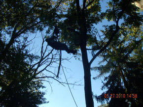 Bradley Tree Experts - On the Job Photos