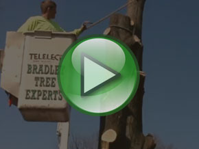 Bradley Tree Experts - On the Job Video