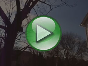 Bradley Tree Experts - On the Job Video
