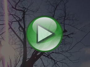 Bradley Tree Experts - On the Job Video