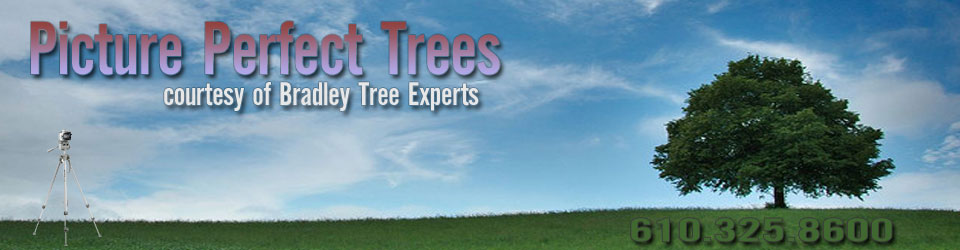 Bradley Tree Experts - Tree Service Removal in Delaware County - Main ...