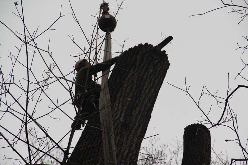 Bradley Tree Experts - Tree Service Removal in Delaware County - Main ...