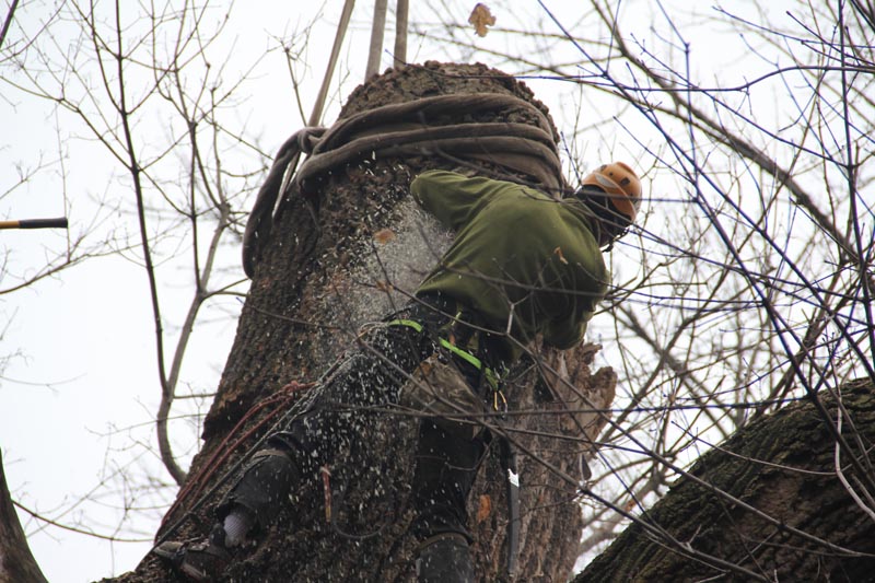 Bradley Tree Experts - Tree Service Removal in Delaware County - Main ...