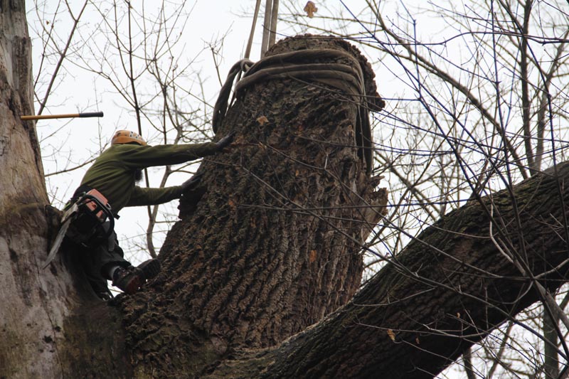 Bradley Tree Experts - Tree Service Removal in Delaware County - Main ...